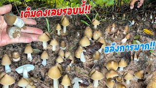 อลังการมาก!! เห็ดปลวกเต็มดง!! ดอกจีๆอ้วนๆ ออกใหม่ๆหมายเด็ดเช้านี้ หมานคัก!!