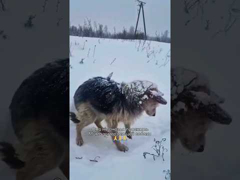 Оставленная на обочине дороги в мороз чуть не пог*бла😱🆘💔 #dog #dogs #cat #animals #pets #puppy