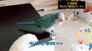 [딸내미 치즈 이야기] 바나나 주면 치즈가 바나나