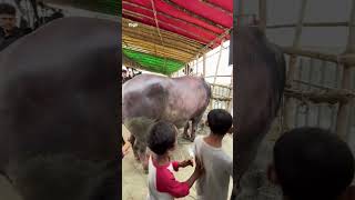 দানবীয় ব্যাপার।গাবতলী হাট ২০২৫