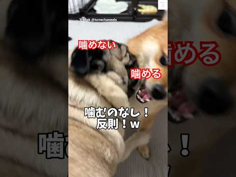 噛むの禁止‼️→反則w        #パグ　#ミックス犬 #犬　#おもしろ #犬のいる暮らし サムネイル