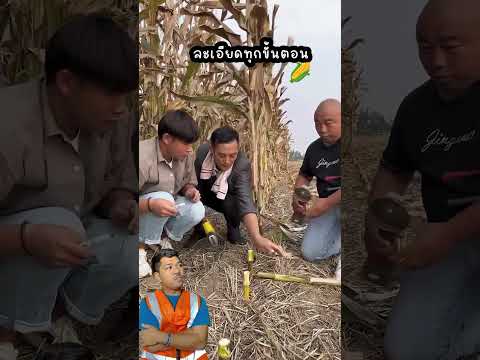 ทีมงานตัดข้าวโพดต้นละ 100ไม่เกินจริง cut corn