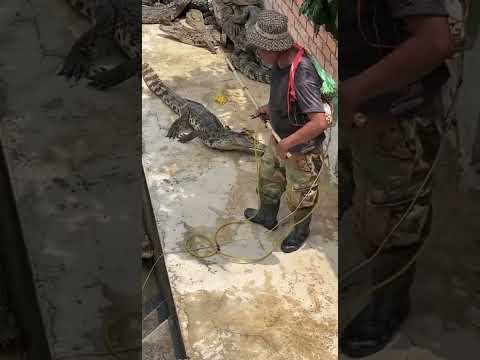 He  is strong #crocodile #subcribe #shorts