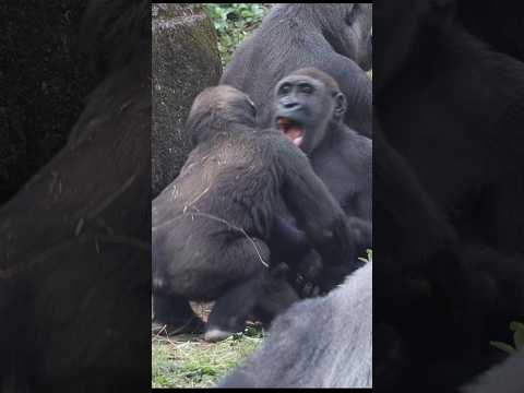 台北の動物園で見られる金剛猩猩の魅力とかわいい姿 サムネイル