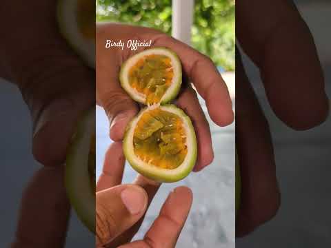 Harvesting and Tasting Passion fruit #homegarden #harvesting #harvesting #satisfying