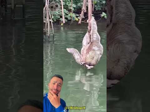 Mamá Oso Perezosa Tomando Agua 💧🥹