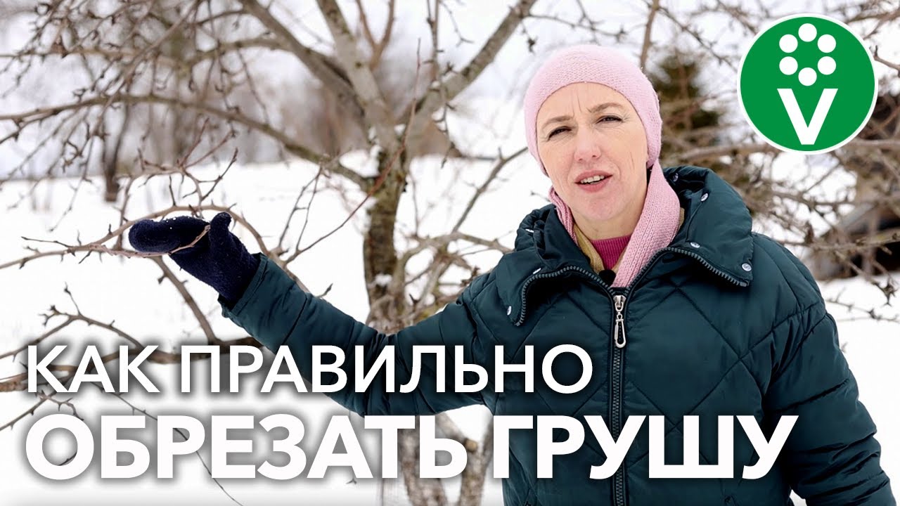Обрезайте грушу только так и избегайте ошибок!