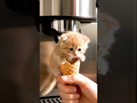 #xuhuong  #cat #cats #shorts