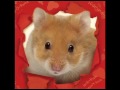 Humphrey's Adventures and Lessons