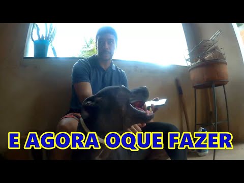 CACHORRA FOI ATROPELADA COM FILHOTES