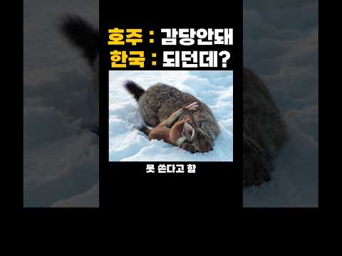한 대륙을 장악한 동물이 한반도에서만큼은 얌전한 이유 레전드