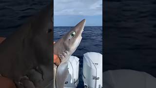 CRAZY CATCH AND RELEASE #fishing#foryou#sharksquad#shark#sea#seafood#sealife#foryou#shark#viral#new