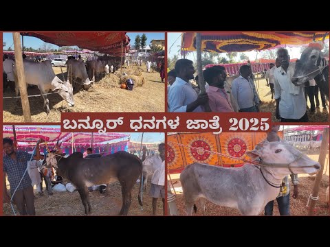 🚜🐂 ಬನ್ನೂರ್ ಧನಗಳ ಜಾತ್ರೆ 2025 | ಹಳ್ಳಿಕಾರ್ ಎತ್ತು & ಬನ್ನೂರ್ ಕುರಿ ಮೇಳ | 11-15 ಫೆಬ್ರವರಿ