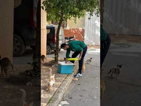 Want the love of stray cats? Fill your car with food for them #cat #kitten #catrescue #viral2026