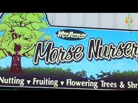 When To Order Habitat Trees from Nursery – Morse Nursery