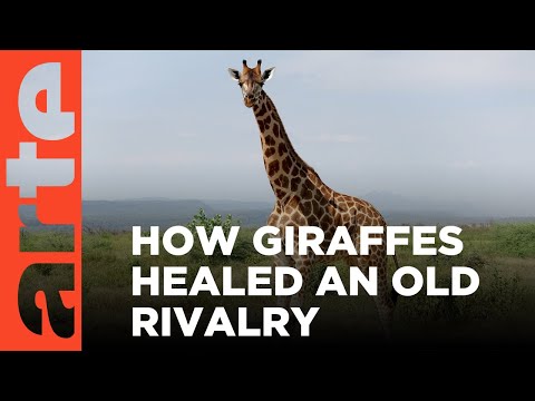 Kenya: Giraffes of Peace | ARTE.tv Documentary