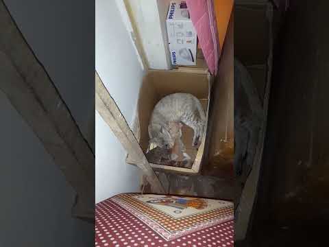 Grayi Aur Oske Bache 🥰 #catshorts #kittenlove #cats