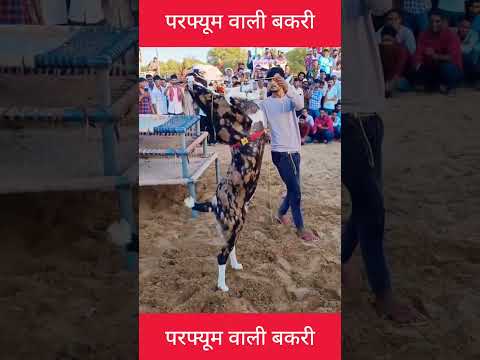 बंटी की वायरल बकरी का डांस प्रतियोगिता में