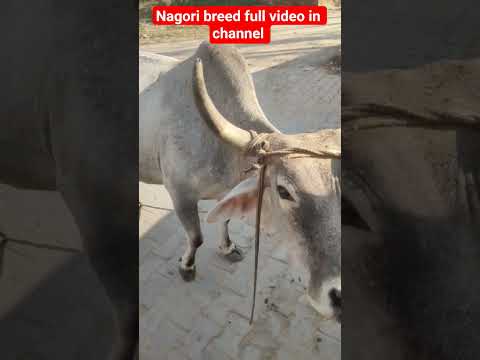 Nagori breed cow नागौरी नस्ल कि गाय #nagori_cow #nagori_breed #नागौरी_नस्ल