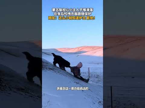 蒙古獒担心小主人不慎滑落，在身后咬拽衣服跟随保护。网友：这么小就知道护主，能处！ #狗狗 #可爱 #万物皆有灵性
