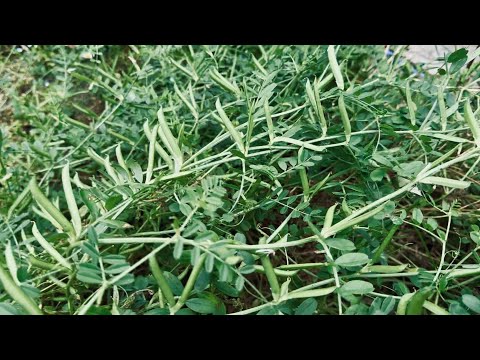 雑草を活用した豊かな畑の土づくり。 ~じゃがいものお世話~