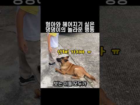 "제발 가지마 형아.." 댕댕이가 바짓가랑이를 붙잡았던 이유