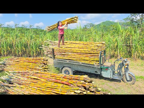 Use 3-wheeled Vehicle Harvesting Many Sugarcane Goes To Country Market Sell | Phuong Free Bushcraft