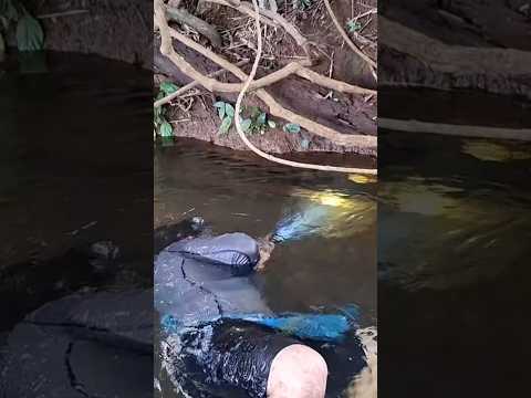 Tres Capturas de una ves de Mojarra corrientera#Short