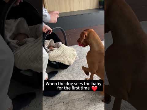 Dogs see babies for the first time. #funny #pets #love