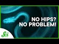 Engineering Insights from Snakes