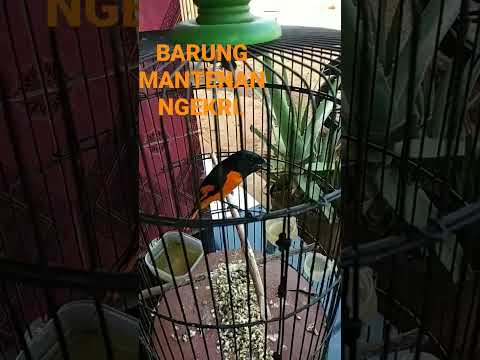 BURUNG MANTENAN NGEKRII#COCOK BUAT#MANTENAN BAHAN JADI GACOR#BURUNG MANTENAN GUNUNG.