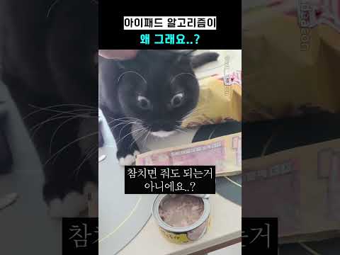 <strong>아이패드</strong> 알고리즘이 왜 그래요..?