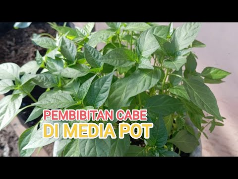 Proses pembibitan cabe di media pot