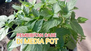 Proses pembibitan cabe di media pot