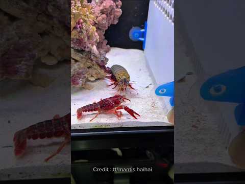 Udang Mantis ini kena batunya ๐ฆ #animals #shorts