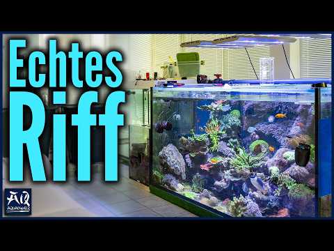 Beeindruckendes 2.000l naturnahes Riff Aquarium | AquaOwner