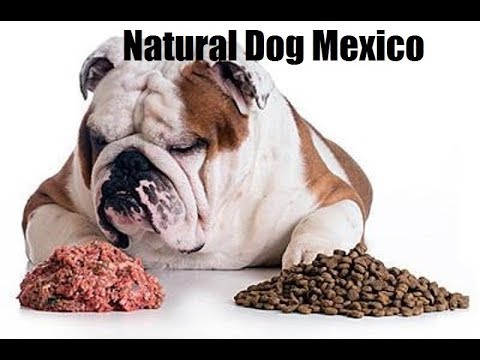 Natural Dog Mexico