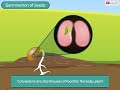 Seed Germination and Plant Development