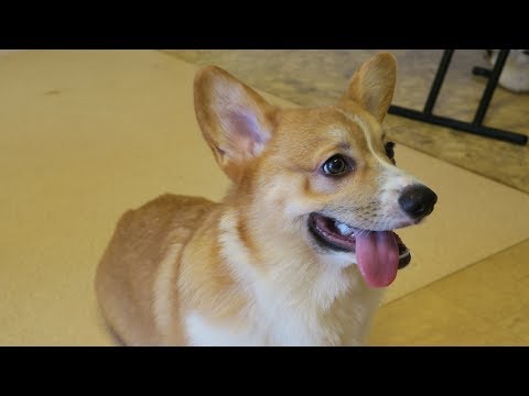 Adorable Corgi Café in Japan 🐶💕