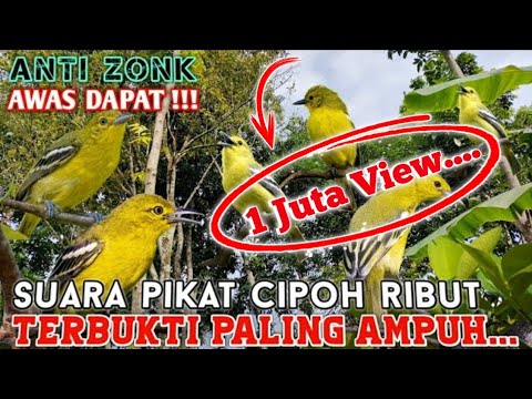 Suara pikat sirtu paling ampuh dijamin ngumpul anti gagal anti zonk || suara pikat cipoh ribut