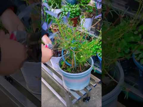Portulaca flower prune to grow up again #shorts #diy #plants #gardenflower