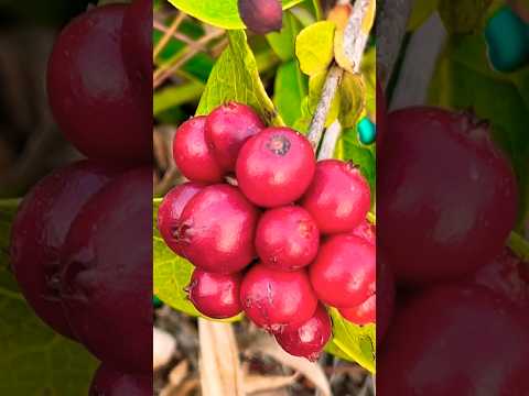 ഇതാണ് മക്കളെ പണ്ടത്തെ അപ്പിച്ചിപ്പഴം 😃😃😍😍🥰🥰 #fruitgarden #plantsofindia