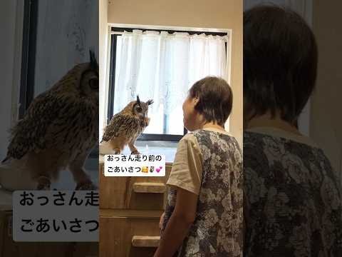【朝のあいさつ風景🩷🦉】 #owl #ふくろう #フクロウのいる暮らし #ベンガルワシミミズク #ミミズク #ラテ #癒し動画 #ばあちゃん #フクロウの鳴き声