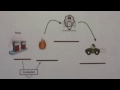 Energy Transformations in Everyday Life