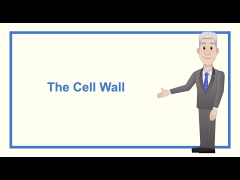 A Level Biology Revision “The Cell Wall”