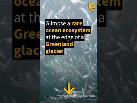 Mesmerizing video reveals a rare ocean ecosystem at the edge of a Greenland glacier 😍