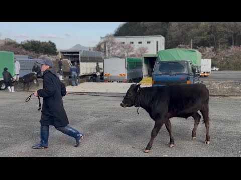 子牛100万円の家畜市場に行ってきました