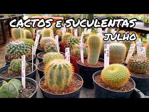 CACTOS E SUCULENTAS À VENDA PRO MÊS DE JULHO + SORTEIO DE SUCULENTAS | JARDIM DOS CACTOS