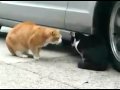 Cat Betrayed His Girlfriend! [含中文註解] 貓咪的背叛