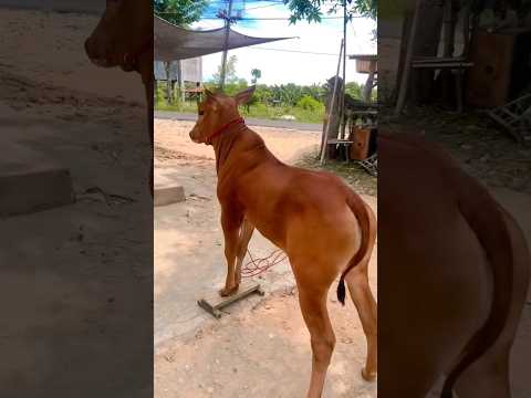 22 July 2024 || Bullrace Bulllover